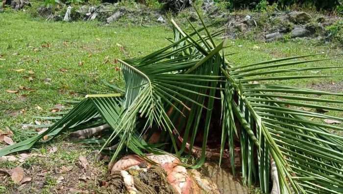 Sapi mati diduga keracunan di Mamuju, Sulbar.