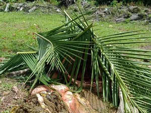 Hati-hati Bangkai Sapi Mati Diracun di Mamuju Dagingnya Dijual ke Pasar
