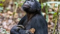 Simpanse menggendong bayi musang, apakah akan disantap?