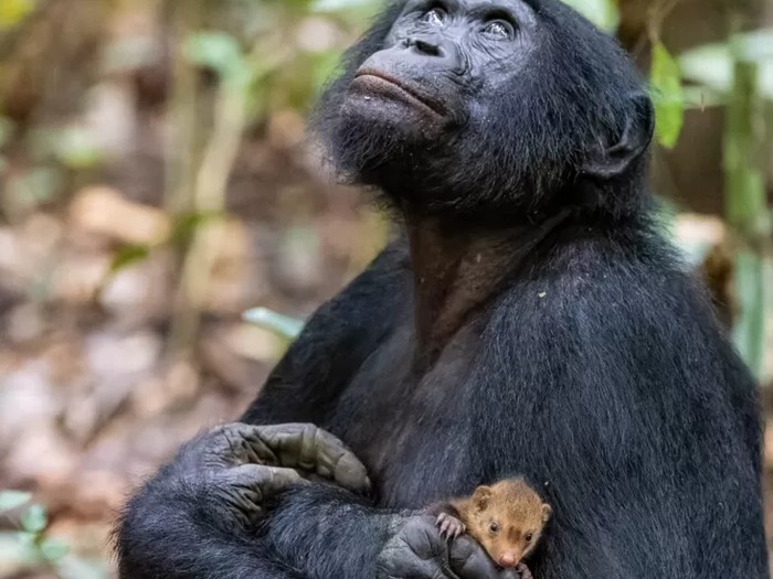 Simpanse menggendong bayi musang, apakah akan disantap?