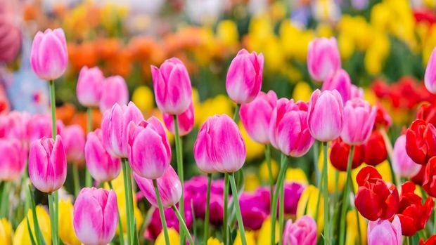 Beautiful pink tulip flowers in the garden