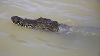 Seekor buaya berenang ke sana ke mari di tepi danau BAringo, Kenya. Akibat abrasi banyak hewan liar mendekati pemukiman manusia seperti  buaya, kuda nil, dan hewan lainnya.