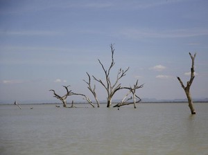 Tangkis Krisis Pangan, Badan Pangan: Insyaallah Nggak, Tapi Waspada!