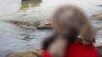 Begini dekatnya kawanan buaya dengan perempuan di Kampi ya Samaki, Kenya. Kendati demikian mereka masih tetap memanfaatkan air untuk kebutuhan sehari-hari meski diintai buaya.