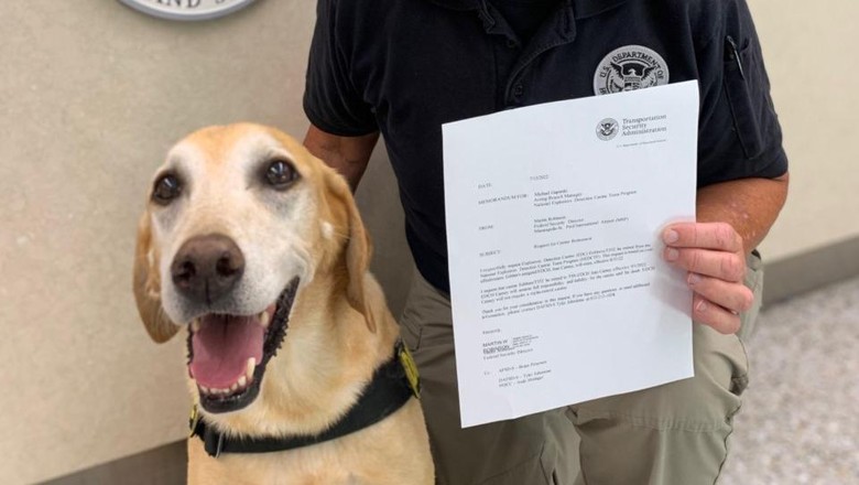 Anjing pelacak TSA MSP Airport Anjing pelacak TSA MSP Airport