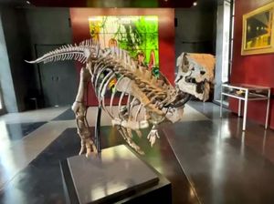 Kerangka Dinosaurus Kecil Dijual, Tingginya 1,3 Meter