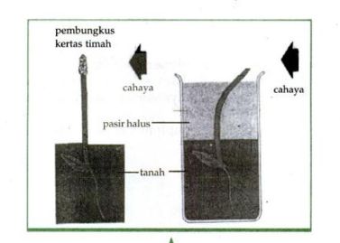 Ilustrasi gerakan fototropisme.