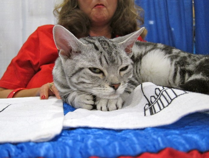 Kucing paling mahal di dunia.