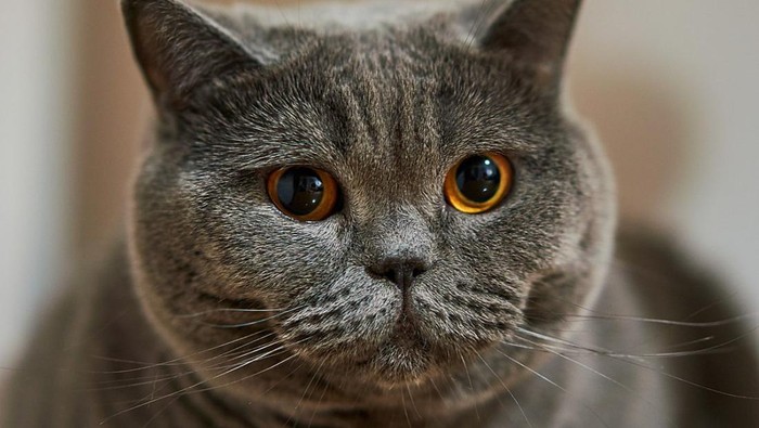 Kucing paling maha di dunia,
