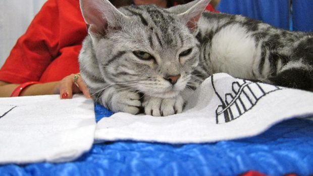 Kucing paling mahal di dunia.