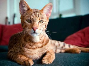 Ternyata Ini Alasan Kucing Kerap Menjilat Bulunya Sendiri