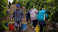Pekerja memanen anggur di kebun anggur Olvio Nuvo. Berasal dari Moldova, pembuat anggur berusia 59 tahun Pavlo Magalias mendirikan perkebunannya, Olvio Nuvo, pada 2013 di lereng muara Bug Selatan, sebuah sungai besar Ukraina yang mengalir ke Laut Hitam.