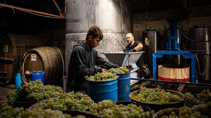 Melihat Panen Anggur Ukraina di Tengah Invasi Rusia Workers harvest grapes in the