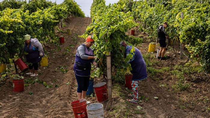 Melihat Panen Anggur Ukraina di Tengah Invasi Rusia Workers harvest grapes in the