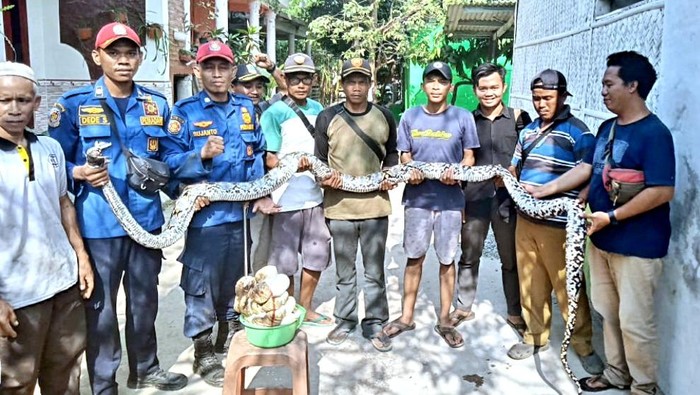 Penemuan ular sanca di pemukiman warga di Karawang.