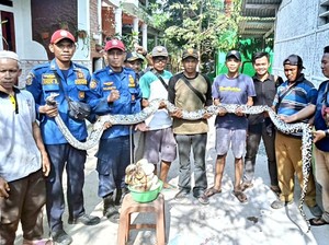 Temuan Sanca 5 Meter dan 50 Telurnya Hebohkan Warga Karawang