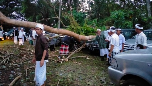 Pohon Jati Belanda tumbang menimpa mobil dan pemedek di Pura Tamba Waras, Desa Sangketan, Kecamatan Penebel, Kabupaten Tabanan, Bali, Rabu (7/9/2022).