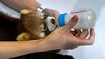 Potret Gemas Panda Merah yang Terancam Punah