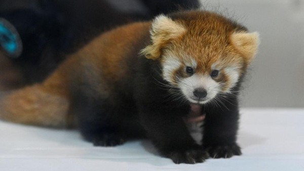 Panda merah (Ailurus fulgens) merupakan mamalia asli Himalaya Timur.