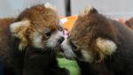 Potret Gemas Panda Merah yang Terancam Punah
