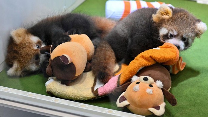 Two red pandas (a male at R and a female at L) who were successfully bred nearly two months ago are displayed to the media at the Yokohama Hakkeijima Sea Paradise in Yokohama on September 6, 2022. (Photo by Kazuhiro NOGI / AFP) (Photo by KAZUHIRO NOGI/AFP via Getty Images)
