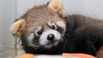 Potret Gemas Panda Merah yang Terancam Punah