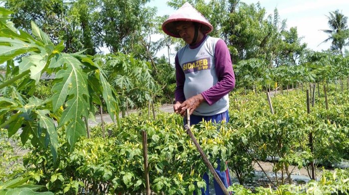Salah satu petani cabai di Bantul saat memetik cabai.