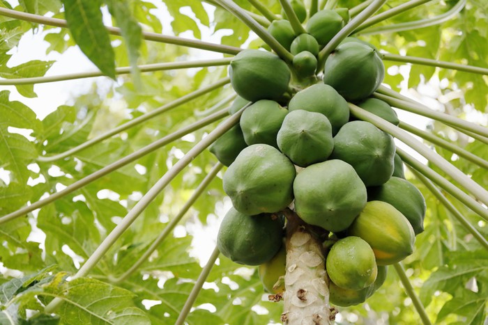 5 Manfaat Buah Carica, Pepaya Mungil nan Manis Khas Dieng.
