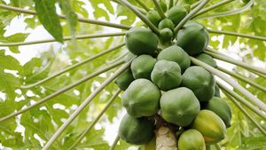 5 Manfaat Buah Carica, Pepaya Mungil nan Manis Khas Dieng