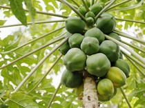 5 Manfaat Getah Pepaya bagi Kesehatan dan Cara Mengonsumsinya yang Aman