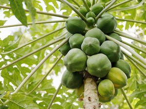 5 Manfaat Buah Carica, Pepaya Mungil nan Manis Khas Dieng