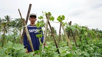 Aplikasi Sipindo ini dikembangkan oleh perusahaan benih sayuran PT East West Seed Indonesia (Ewindo) bersama NSO sebagai mitra konsorsium Sipindo Powered by Smartseeds serta ICCO, IPB dan Nelen Schuurmans yang terbukti berhasil membuat produksi petani tumbuh 22%.
