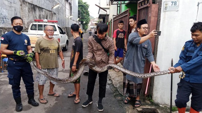 Damkar evakuasi ular sanca 4 meter di Depok