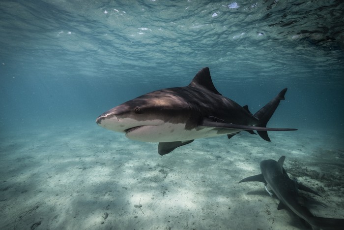 Underwater image of bull shark getting close up in the blue ocean of Bimini, The Bahamas. Bullsharks (Carcharhinus leucas) are known for their aggressive behaviour and account for a number of attacks on humans. These large predators are able to live in both saltwater and freshwater, which enables them to migrate into river systems and estuaries.