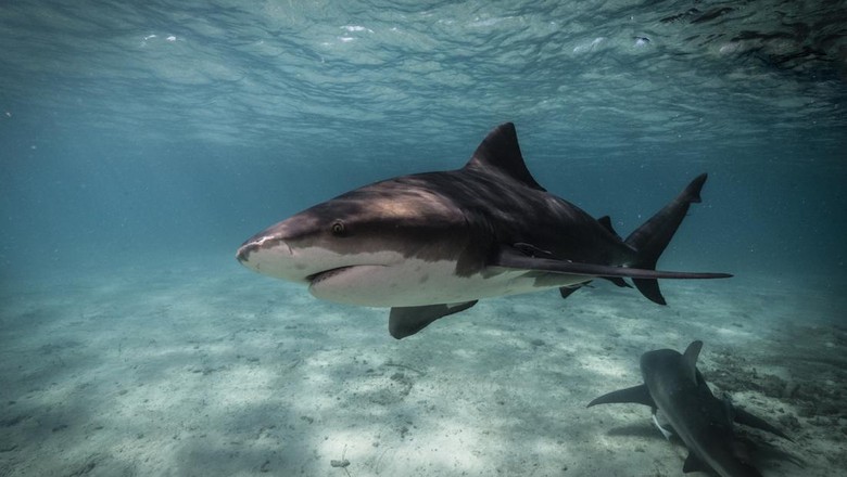 Underwater image of bull shark getting close up in the blue ocean of Bimini, The Bahamas. Bullsharks (Carcharhinus leucas) are known for their aggressive behaviour and account for a number of attacks on humans. These large predators are able to live in both saltwater and freshwater, which enables them to migrate into river systems and estuaries.