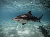 Tragis, Bocah Meninggal Diserang Hiu di Pantai Populer Australia