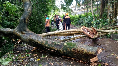 Hujan dengan intensitas tinggi membuat dahan pohon beringin patah hingga tiang listrik tumbang di Tabanan, Jumat (9/9/2022) sore.
