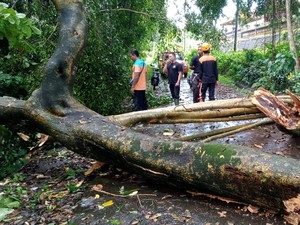 Hujan Lebat di Tabanan, Dahan Beringin Patah-Tiang Listrik Tumbang