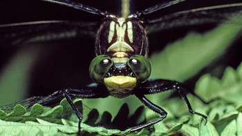 Seekor capung memiliki mata majemuk yang berisi 30.000 segi. Sudut pandangnya mencapai 360 derajat lho.