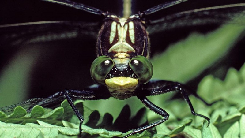 Serangga umumnya memiliki mata majemuk yakni sepasang mata yang ukurannya lebih besar dari kelopak. Mata ini memiliki ribuan mata tunggal. Yuk, intip.