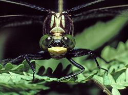 Jepretan Makro Ini Perlihatkan Mata Majemuk Pada Serangga