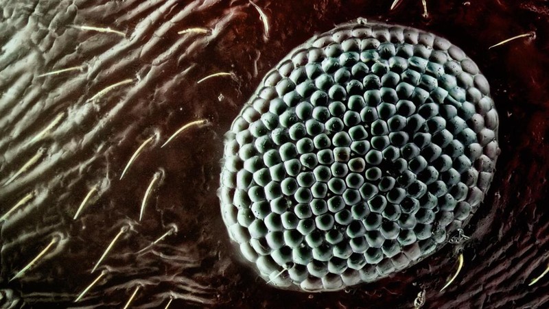 Serangga umumnya memiliki mata majemuk yakni sepasang mata yang ukurannya lebih besar dari kelopak. Mata ini memiliki ribuan mata tunggal. Yuk, intip.