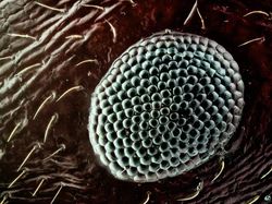 Jepretan Makro Ini Perlihatkan Mata Majemuk Pada Serangga