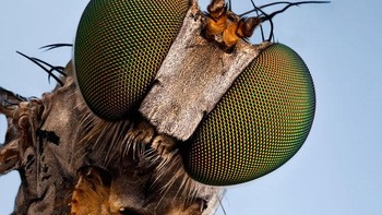 Berikutnya ada lalat berkaki panjang dengan mata majemuk berwarna hijau kekuningan.