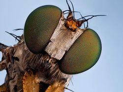 Jepretan Makro Ini Perlihatkan Mata Majemuk Pada Serangga