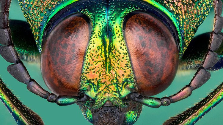 Serangga umumnya memiliki mata majemuk yakni sepasang mata yang ukurannya lebih besar dari kelopak. Mata ini memiliki ribuan mata tunggal. Yuk, intip.