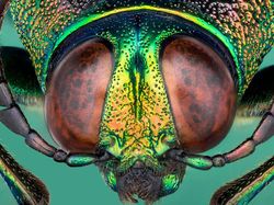 Jepretan Makro Ini Perlihatkan Mata Majemuk Pada Serangga