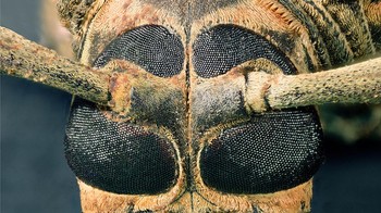 Mata kumbang Harlequin dominan berwarna hitam yang menempel dengan tanduk atau antena.