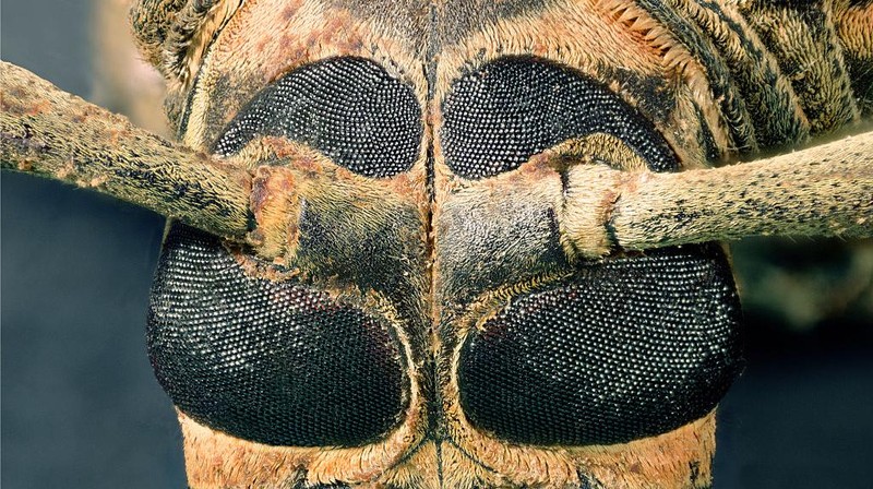 Serangga umumnya memiliki mata majemuk yakni sepasang mata yang ukurannya lebih besar dari kelopak. Mata ini memiliki ribuan mata tunggal. Yuk, intip.