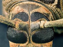 Jepretan Makro Ini Perlihatkan Mata Majemuk Pada Serangga